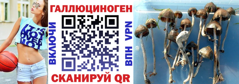 Галлюциногенные грибы Psilocybine cubensis  kraken   Бугуруслан 